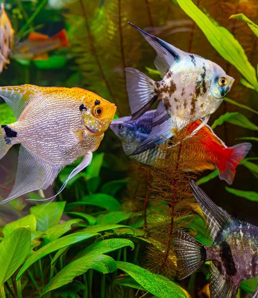 ornamental_fish_export_company_In-Srilanka